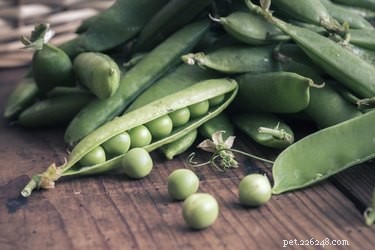 Top Vegetables to Support Diabetes Management in Dogs