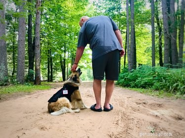 California Service Dog Licensing: How to Qualify & Get Certified