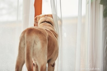 Master Dog Potty Training & Prevent Regression