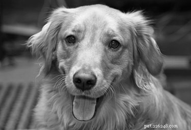 How to Certify Your Hospital Service Dog: Training & Credentials Explained