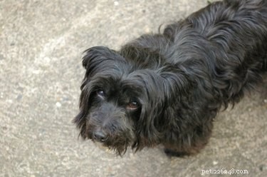 Effective Potty Training for Your 2‑Year‑Old Dog: Step‑by‑Step Guide