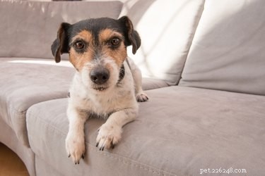 Effective Potty Training for Your 2‑Year‑Old Dog: Step‑by‑Step Guide