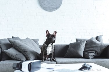 Understanding Why Your Dog Began Urinating on Furniture: Causes and Solutions