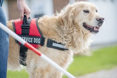 Certifying Your Dog as a Service Animal in Washington State: A Step‑by‑Step Guide
