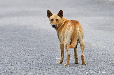 Effective House‑Training Techniques for Stray Dogs