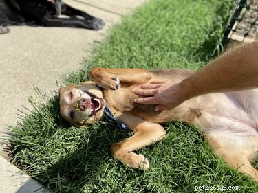 Companion Dog Certification Explained: Protecting You and Your Pet