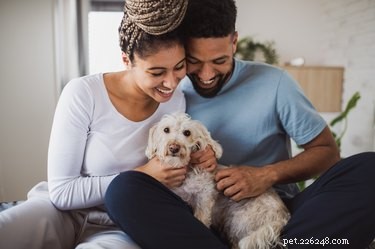 Companion Dog Certification Explained: Protecting You and Your Pet