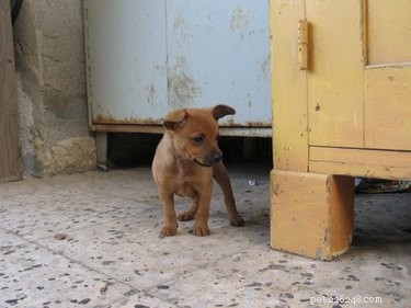 Potty Training a 3-Week-Old Puppy: A Step‑by‑Step Guide
