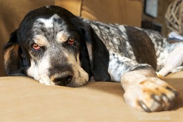 Master Bluetick Coonhound Training: Expert Tips for Success