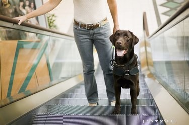 Guide Dogs: Empowering Blind Individuals with Independence and Support