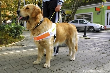 Guide Dogs: Empowering Blind Individuals with Independence and Support