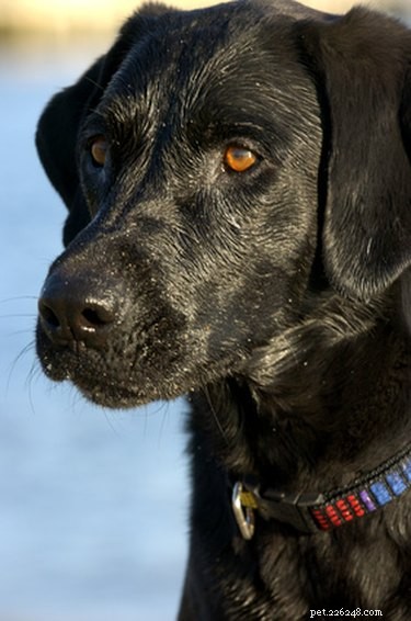 Expert Guide to Training Your Black Labrador Retriever