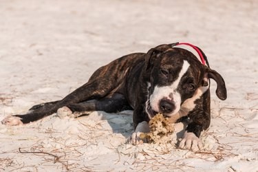 How to Safely Help Your Pit Bull Puppy Gain Healthy Weight