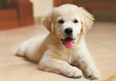 Prevent Aggressive Behavior in Labrador Puppies: Proven Training Tips