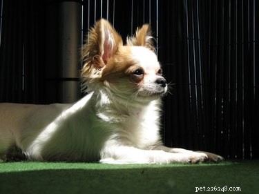 Proven Training Techniques for Chihuahua Puppies