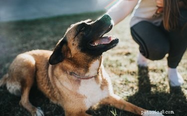 Guide to Certifying Your Dog as a Service Dog in Colorado