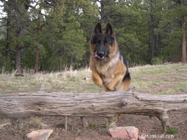 Guide to Certifying Your Dog as a Service Dog in Colorado