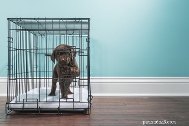 Expert Guide to Crate‑Training a 5‑Month‑Old Puppy