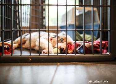 Expert Guide to Crate‑Training a 5‑Month‑Old Puppy