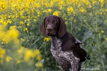 Training Your German Shorthaired Pointer Puppy: Proven Techniques for Success