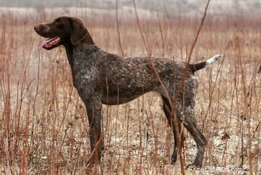 Training Your German Shorthaired Pointer Puppy: Proven Techniques for Success