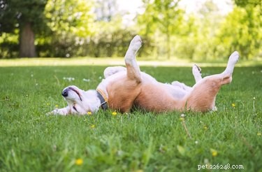 Train Your Dog to Play Independently: Proven Strategies for Happy, Self-Entertained Pups