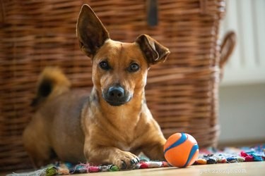 Train Your Dog to Play Independently: Proven Strategies for Happy, Self-Entertained Pups