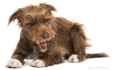 DIY Bitter Apple Spray: Safeguard Your Home from Chewing Dogs