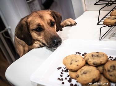 Which Spices Are Dangerous for Dogs? Protect Your Pet