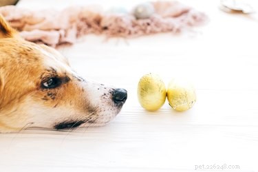 Which Spices Are Dangerous for Dogs? Protect Your Pet