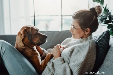 Train Your Dog to Protect You: Proven Steps for a Loyal Guardian