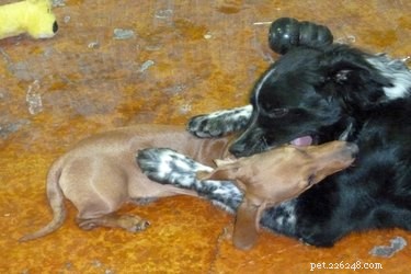 Effective Training Techniques to Stop Your Dog from Biting