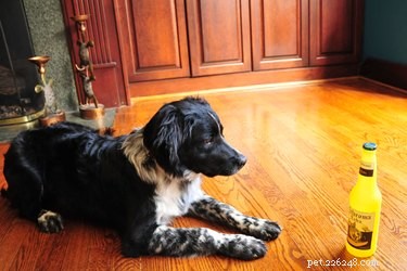 Effective Training Techniques to Stop Your Dog from Biting