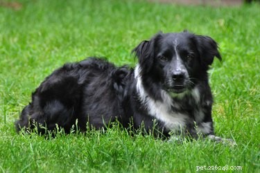 Effective Training Techniques to Stop Your Dog from Biting