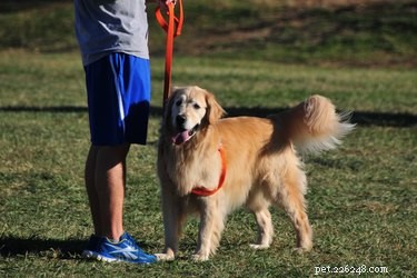 Effective Training Techniques to Stop Your Dog from Biting