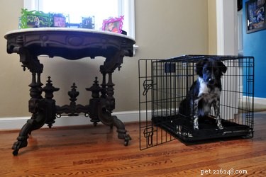 Effective Training Techniques to Stop Your Dog from Biting