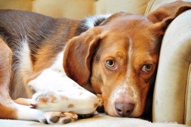Effective Training Techniques to Stop Your Dog from Biting