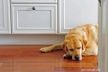 Effective Training Techniques to Stop Your Dog from Biting