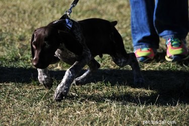 Effective Training Techniques to Stop Your Dog from Biting