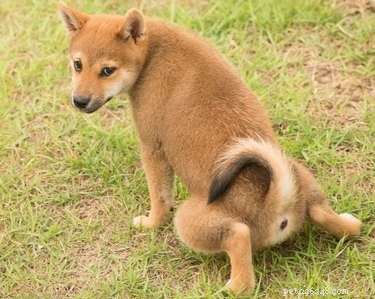 How Long Does Puppy Housebreaking Take? Expert Tips & Average Timelines