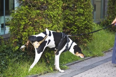 Stop Your Dog From Urinating on Plants – Proven Tips & Solutions