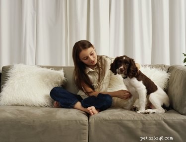 Expert Guide: Raising and Training Your Springer Spaniel Puppy