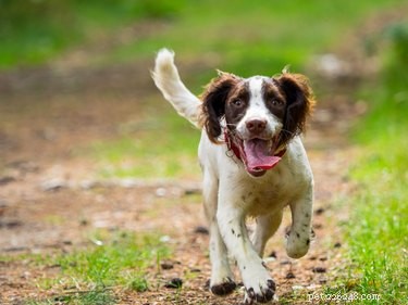 Expert Guide: Raising and Training Your Springer Spaniel Puppy