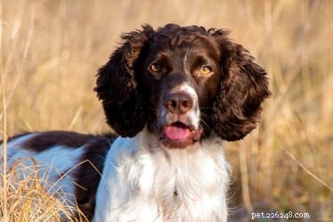 Expert Guide: Raising and Training Your Springer Spaniel Puppy
