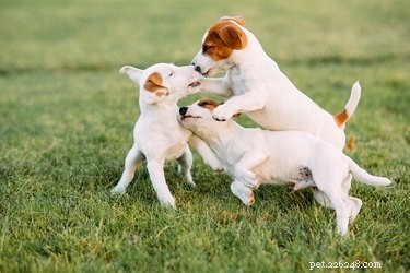 Rapid Solutions to End Puppy Biting for Good