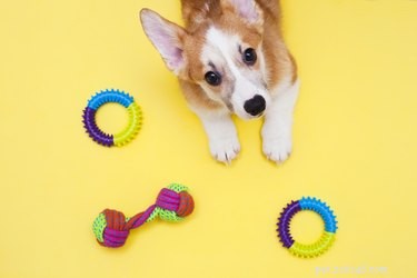 Rapid Solutions to End Puppy Biting for Good