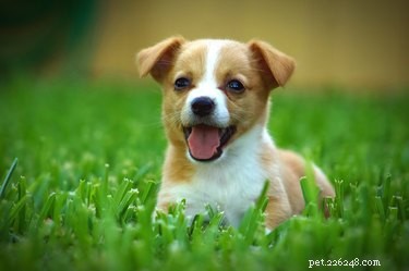 Stop Your 4-Month-Old Puppy From Biting & Barking: Proven Training Tips
