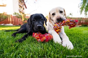 Stop Your 4-Month-Old Puppy From Biting & Barking: Proven Training Tips