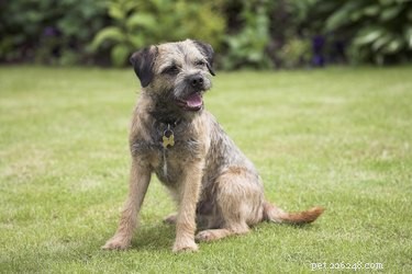 Effective Techniques to Stop Your Dog from Urinating in Unwanted Areas
