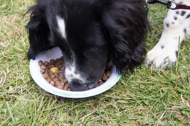 Expert Guide: Feeding a Small Dog Without Teeth